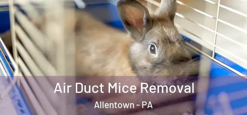 Air Duct Mice Removal Allentown - PA